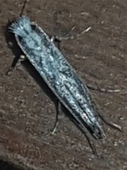Epicephala trigonophora