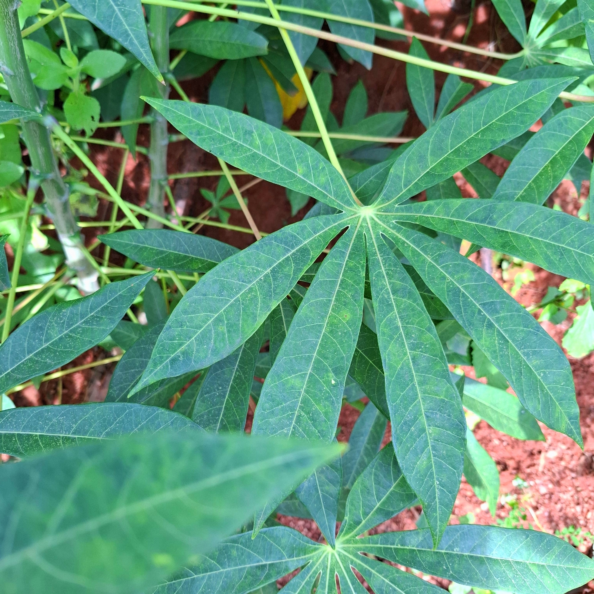 Manihot esculenta