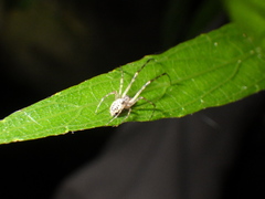 Tylorida ventralis