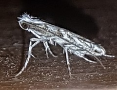 Epicephala trigonophora