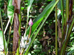Musa campestris