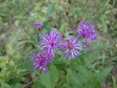 Vernonia greggii