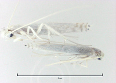 Stegommata sulfuratella