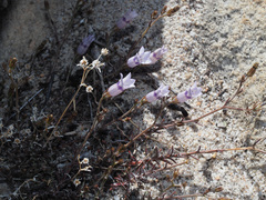 Wahlenbergia oxyphylla