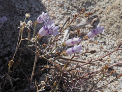 Wahlenbergia oxyphylla