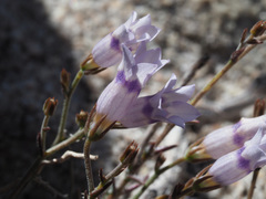 Wahlenbergia oxyphylla
