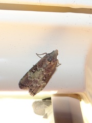 Heteromicta tripartitella