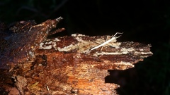 Pachymorpha