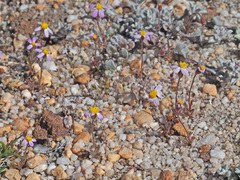 Felicia merxmuelleri