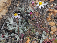 Felicia merxmuelleri