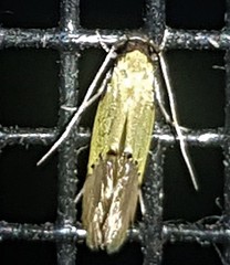 Opogona protodoxa