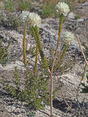 Lachnaea filamentosa
