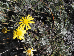 Euryops othonnoides