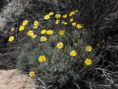 Euryops othonnoides