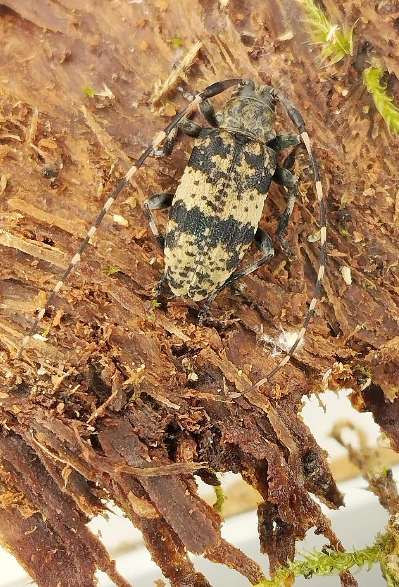Leiopus nebulosus