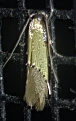 Opogona protodoxa