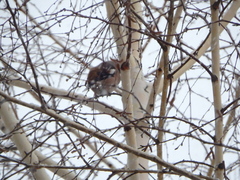 Coccothraustes coccothraustes