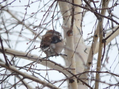 Coccothraustes coccothraustes