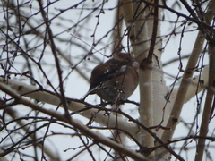 Coccothraustes coccothraustes