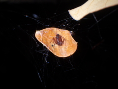 Scytodes fusca