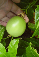 Passiflora edulis