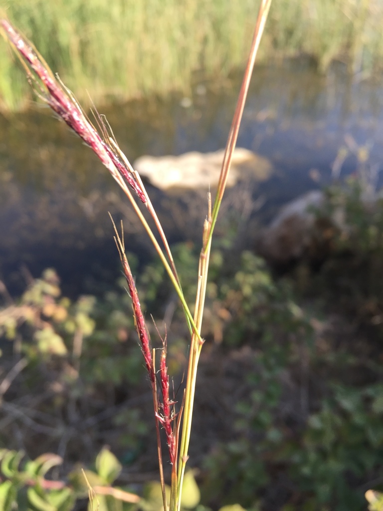 Dichanthium foveolatum