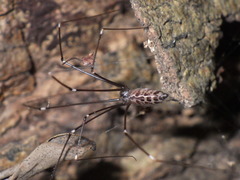 Smeringopus pallidus