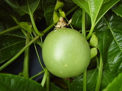 Passiflora edulis
