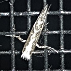 Epicephala trigonophora