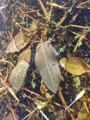 Aponogeton natans
