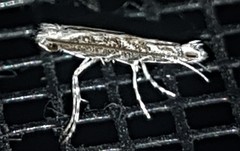 Epicephala trigonophora