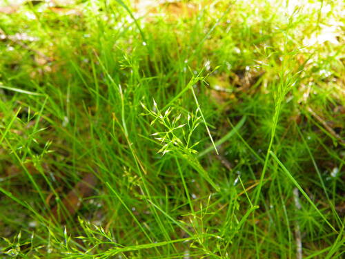 Calamagrostis gunniana, 2010-12-09