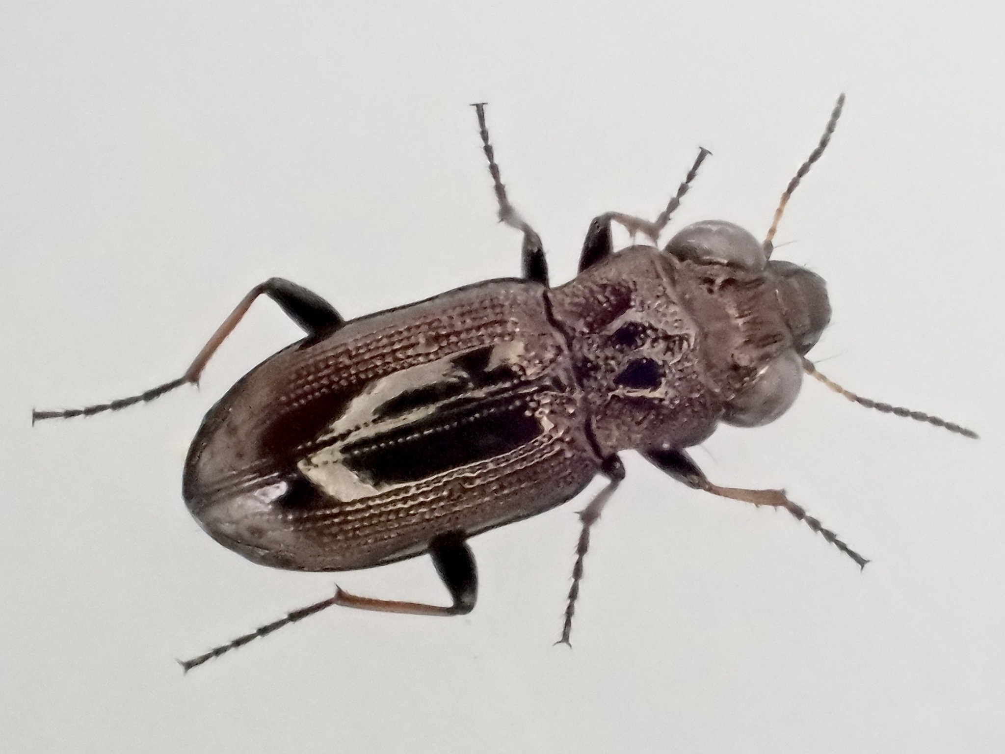 Notiophilus biguttatus