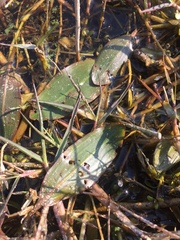 Aponogeton natans