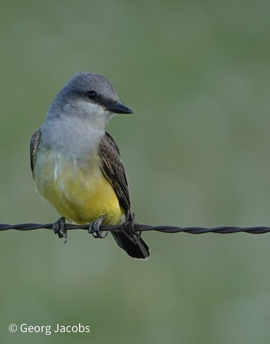 Western Kingbird