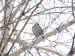 Coccothraustes coccothraustes