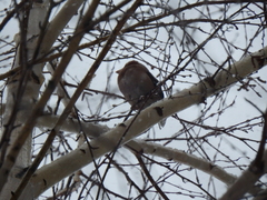 Coccothraustes coccothraustes