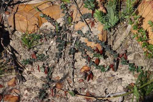 Creased Indigo (Indigofera mauritanica)