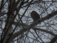 Coccothraustes coccothraustes