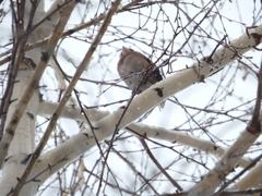 Coccothraustes coccothraustes