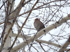 Coccothraustes coccothraustes