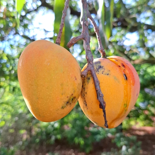 Indian mango