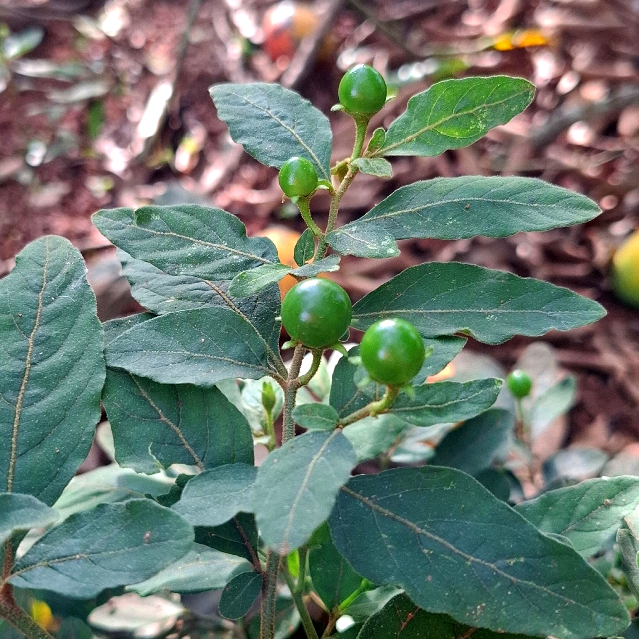 Solanum pseudocapsicum