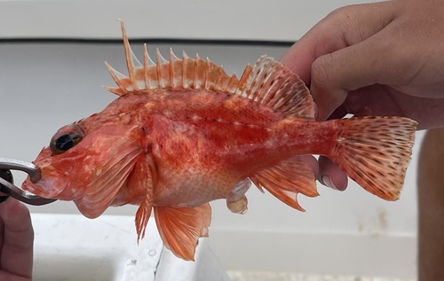 Red scorpionfish (Pontinus furcirhinus) — Scorpaenidae — 2