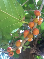 Ficus benghalensis