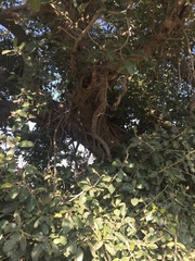 Ficus benghalensis
