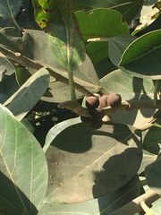 Ficus benghalensis