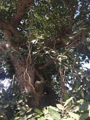 Ficus benghalensis