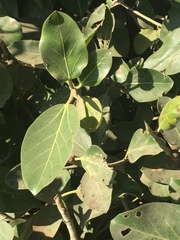 Ficus benghalensis