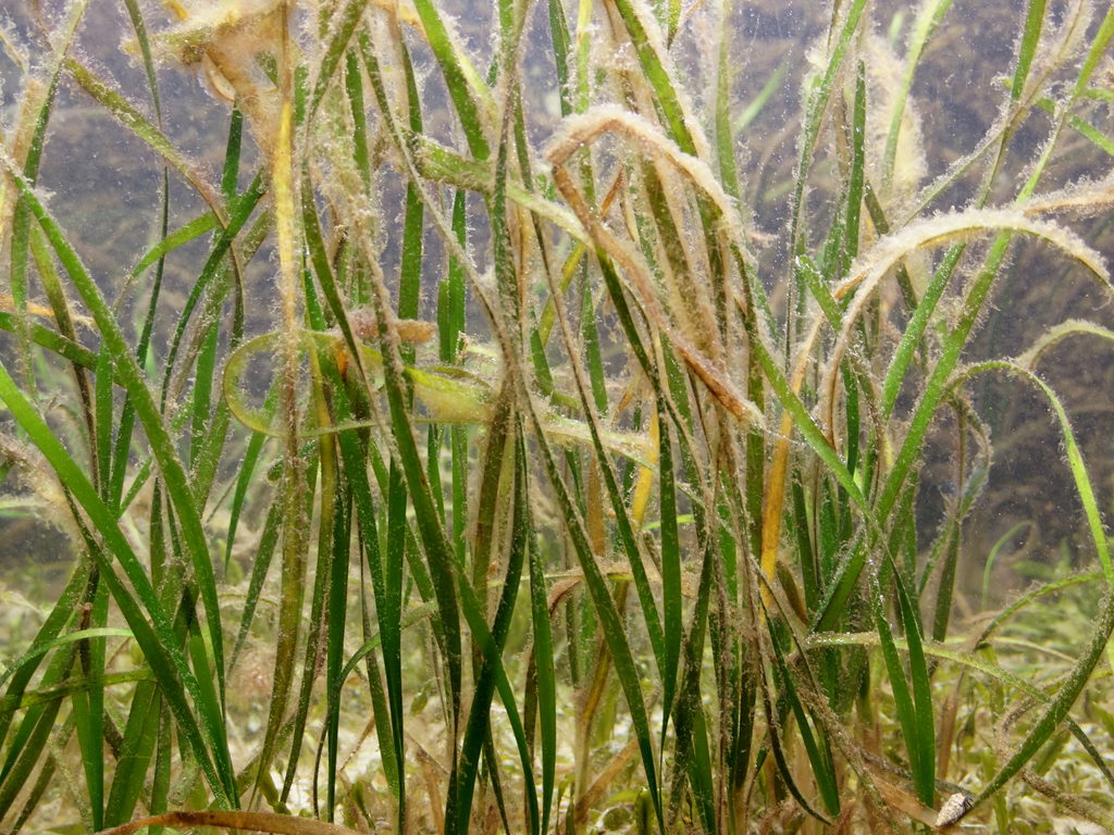 Shoalgrass